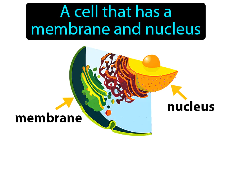 Eukaryote Definition