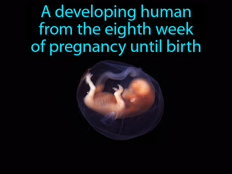 Fetus Definition