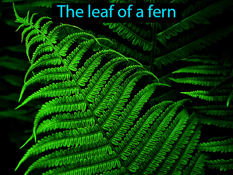Frond Definition