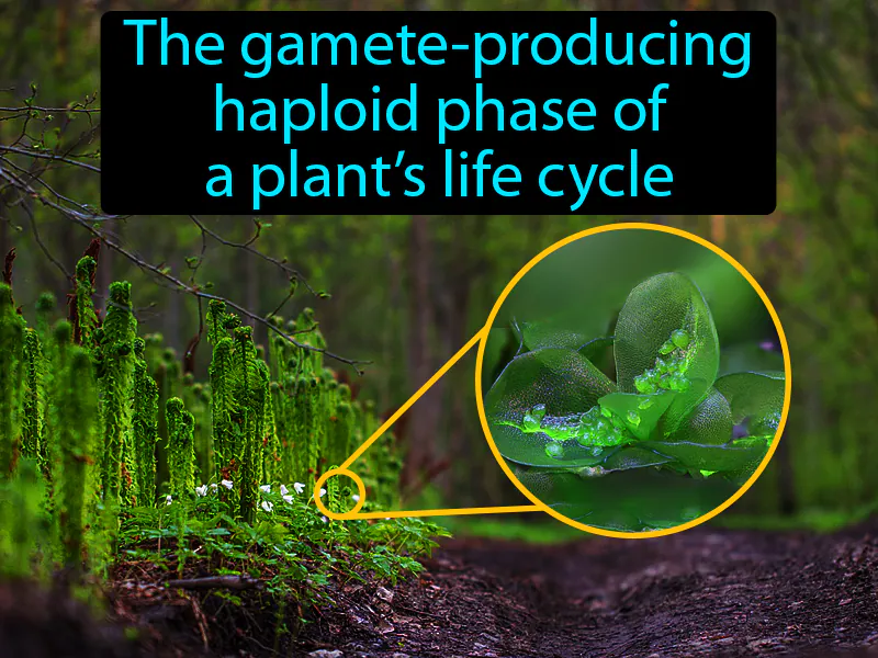 Gametophyte Definition