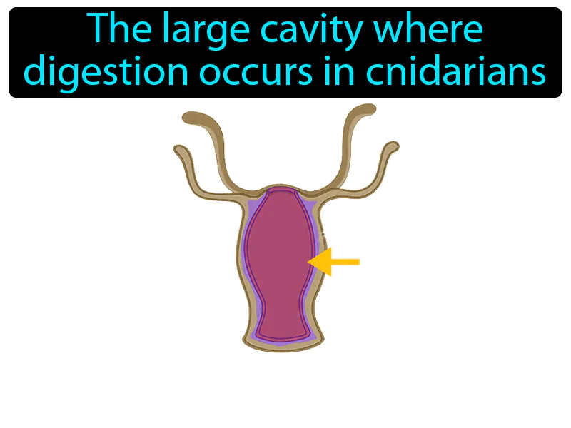 Gastrovascular Cavity Definition