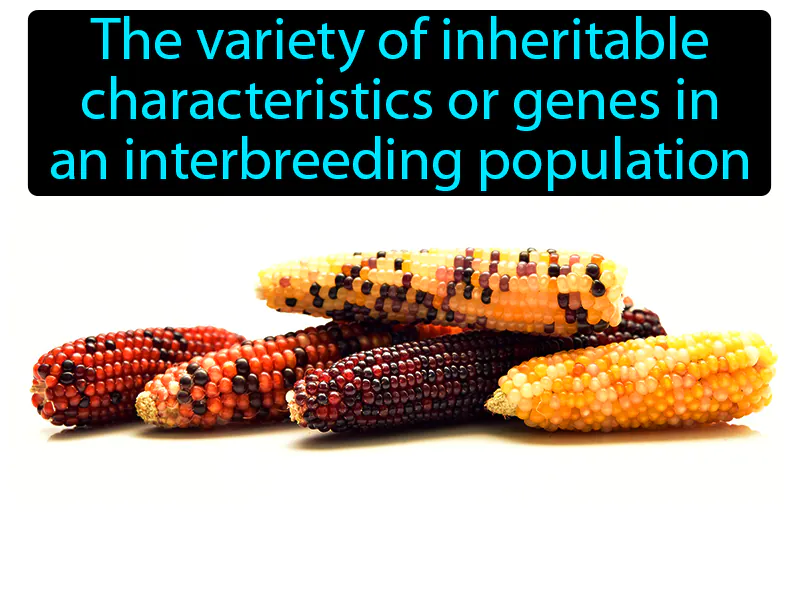 Genetic diversity Definition