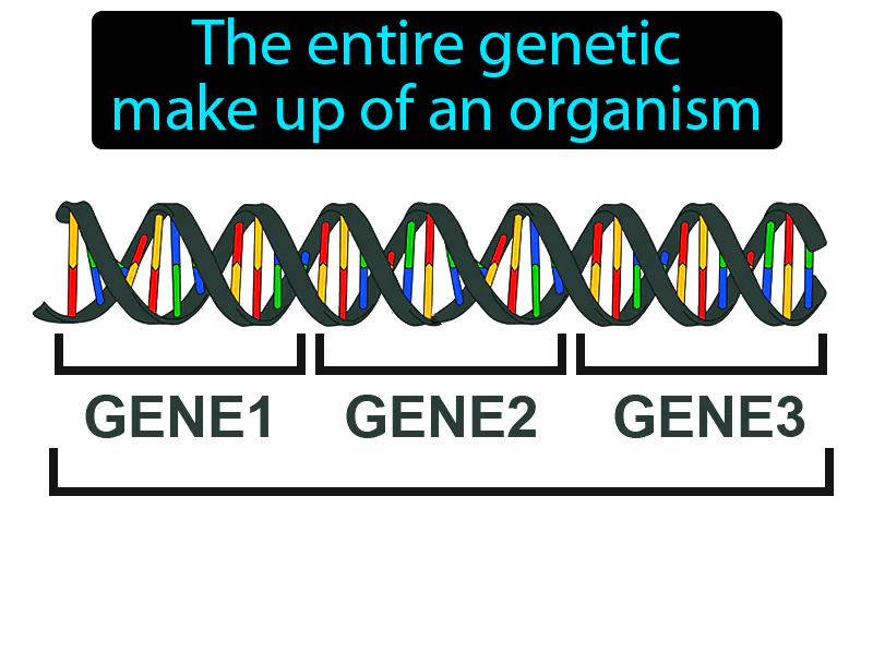 Genotype Definition