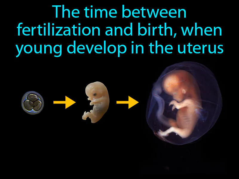Gestation period Definition