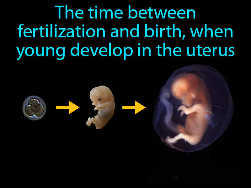 Gestation Period Definition