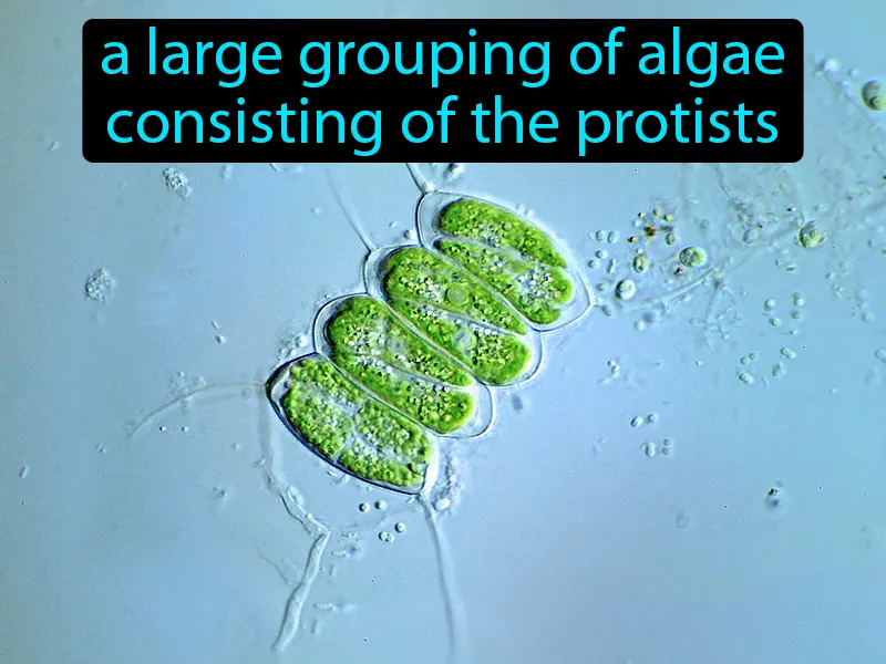 Green algae Definition