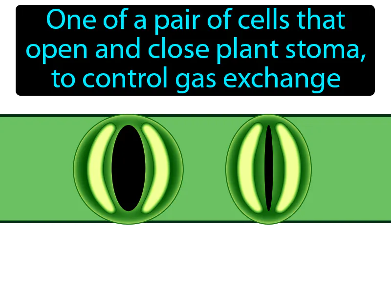 Guard cell Definition