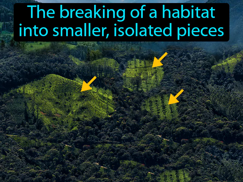 Habitat fragmentation Definition