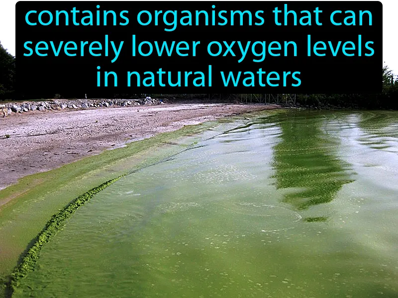 Harmful algal bloom Definition