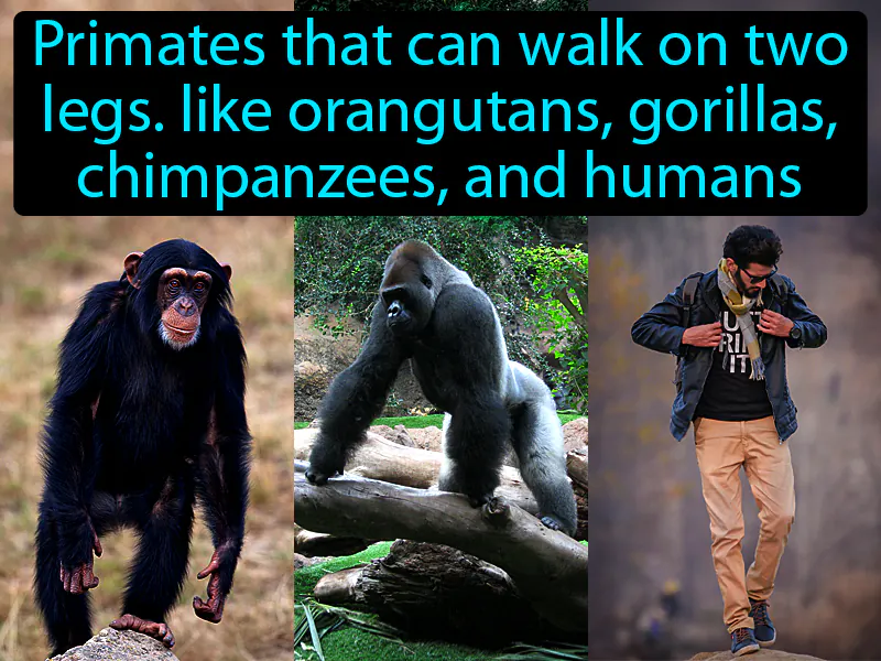 Hominoid Definition