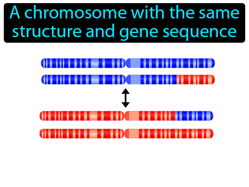 Homologous chromosome Definition