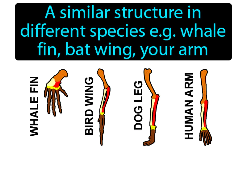 Homologous structure Definition