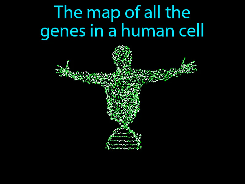 Human genome Definition