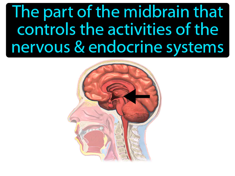 Hypothalamus Definition