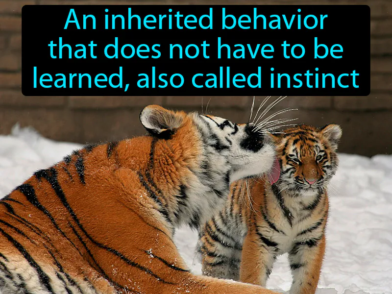 Innate behavior Definition