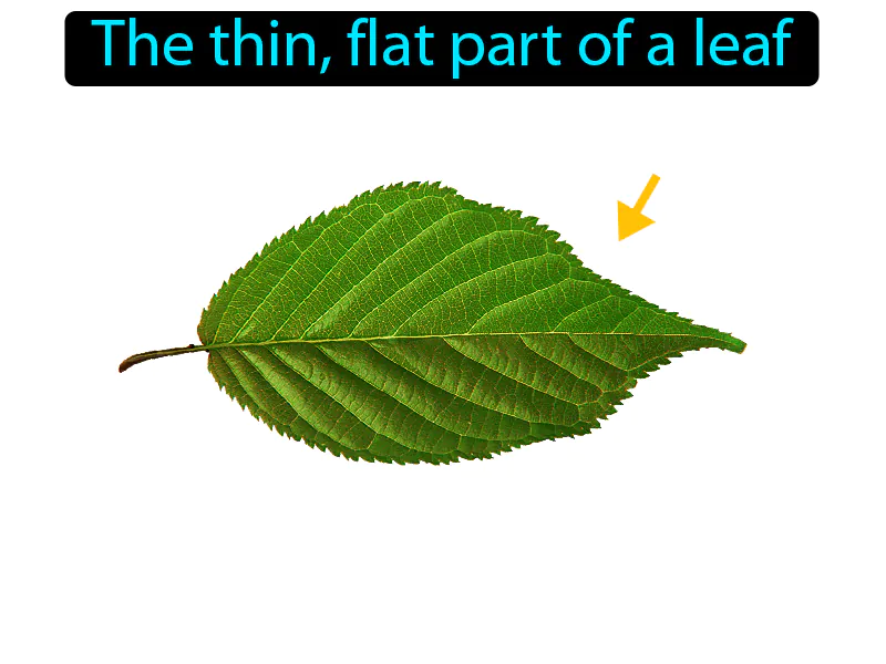 Leaf blade Definition