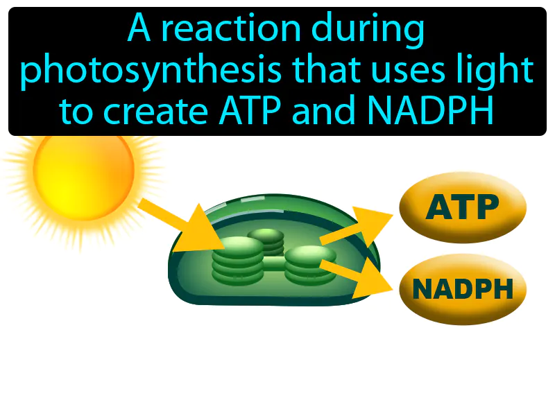 Light dependent reaction Definition