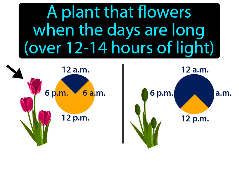 Long day plant Definition