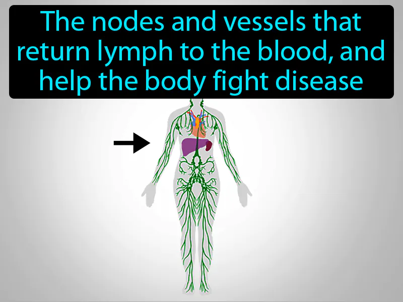 Lymphatic system Definition