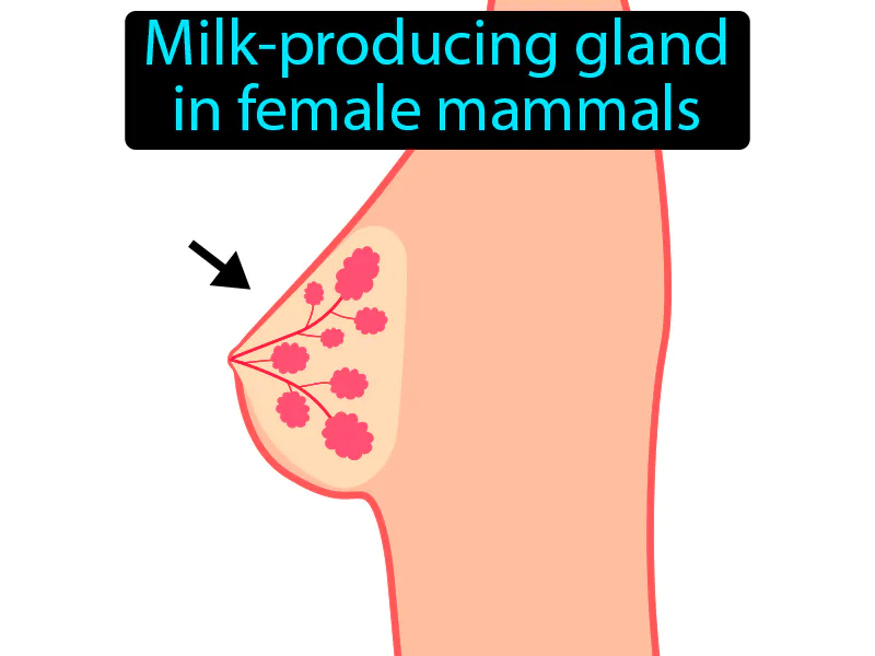 Mammary gland Definition