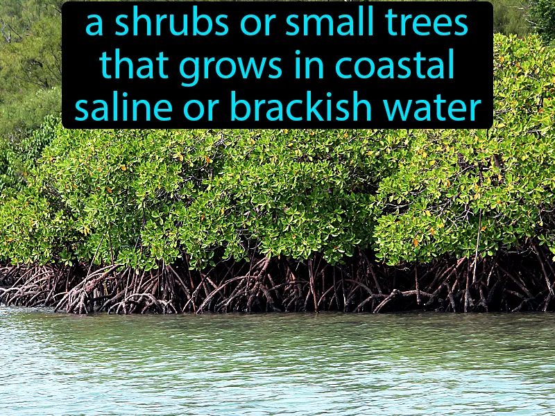 Mangroves Definition