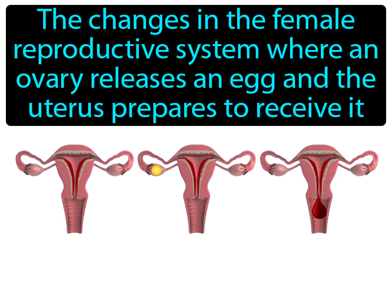 Menstrual cycle Definition