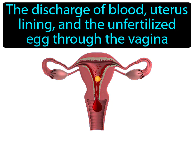 Menstruation Definition
