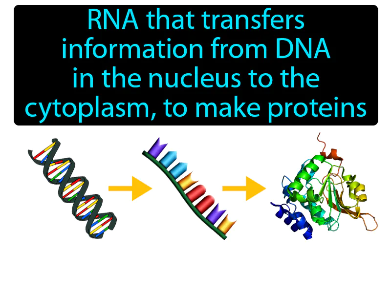 Messenger RNA Definition