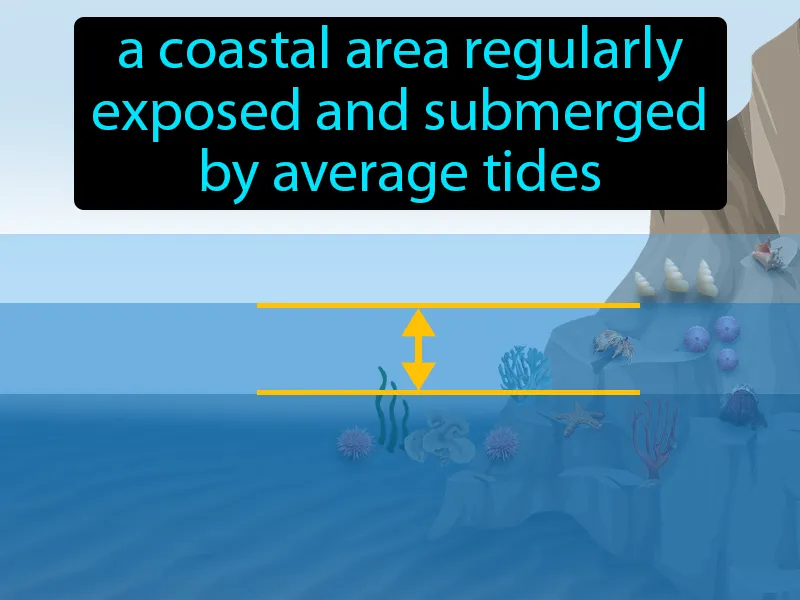 Mid-intertidal zone Definition