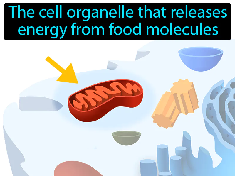 Mitochondrion Definition