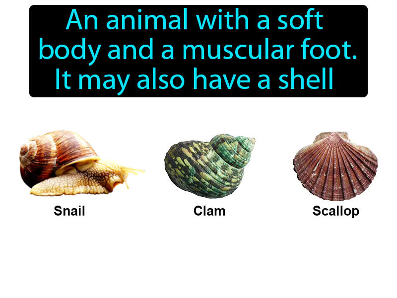 Mollusk Definition