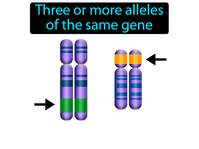 Multiple allele Definition