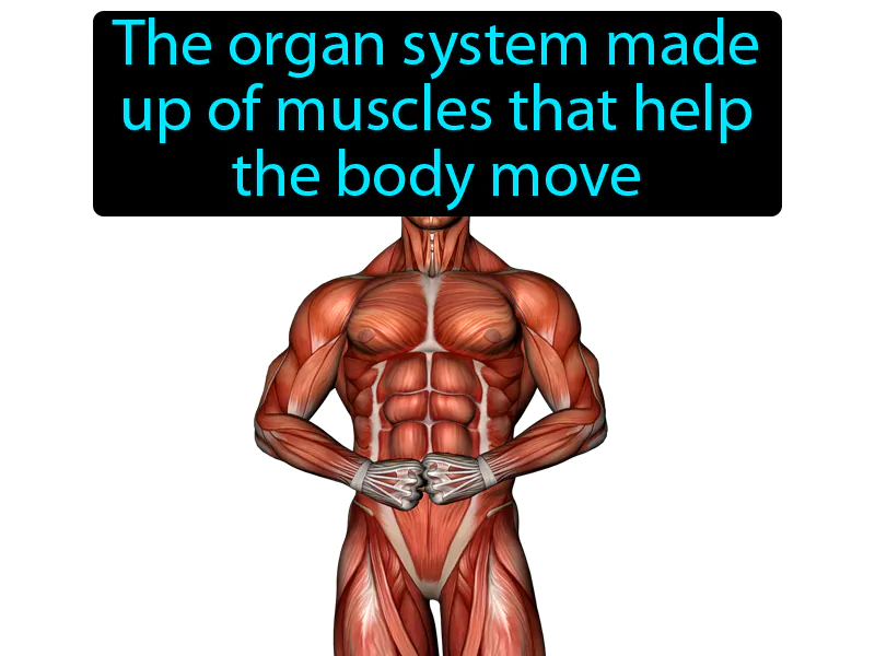 Muscular system Definition