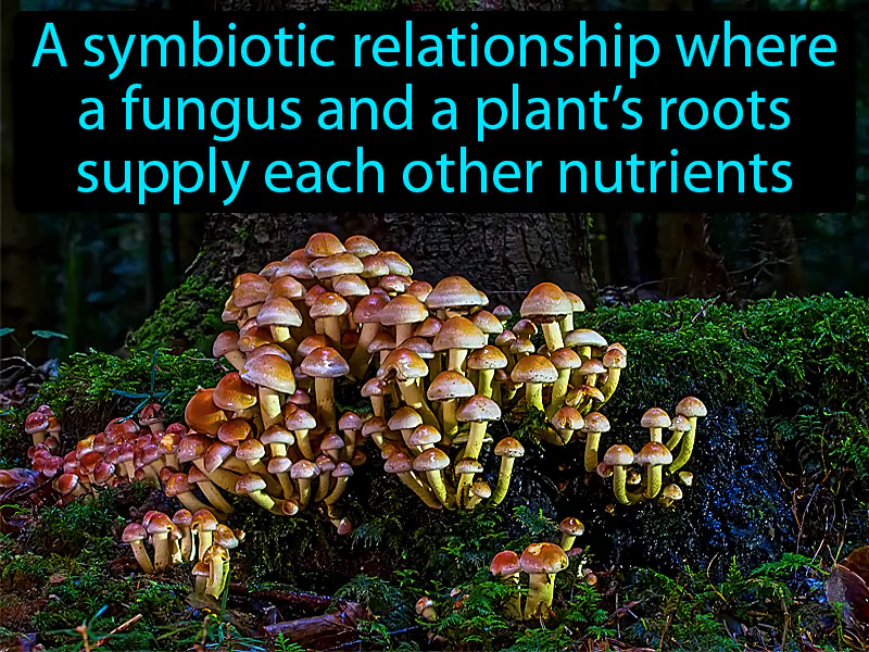 Mycorrhiza Definition