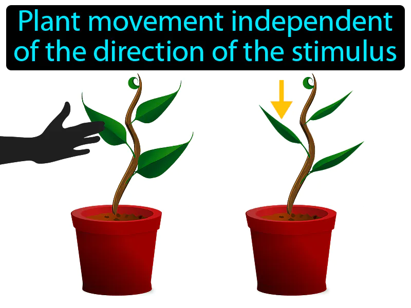 Nastic Movement Definition