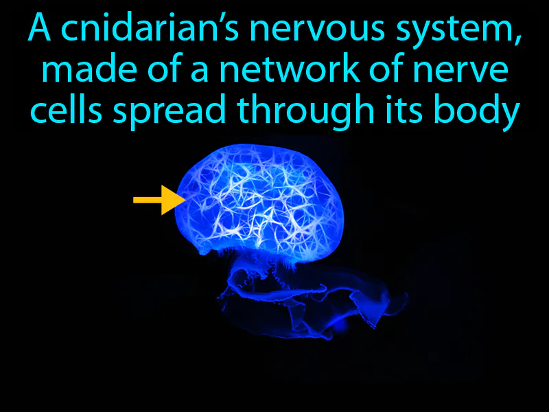 Nerve net Definition
