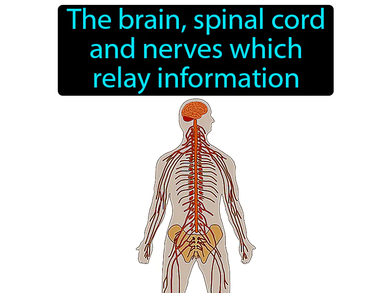 Nervous system Definition