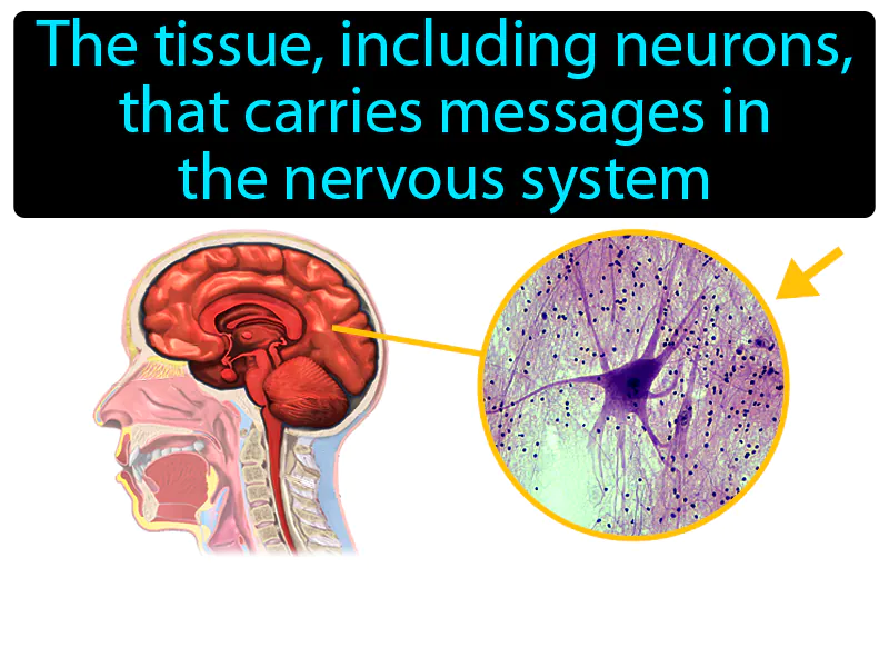 Nervous tissue Definition