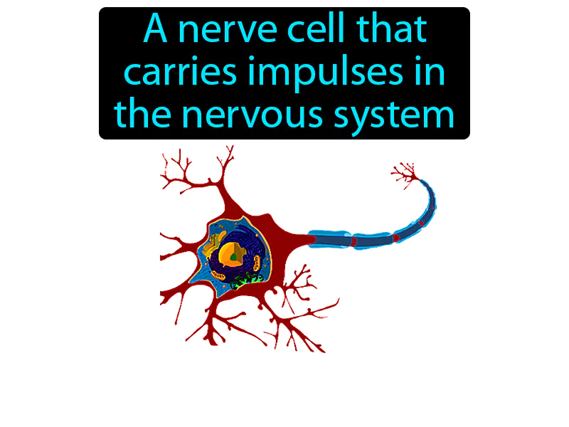 Neuron Definition