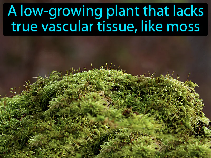 Nonvascular plant Definition