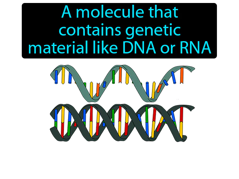 Nucleic acid Definition