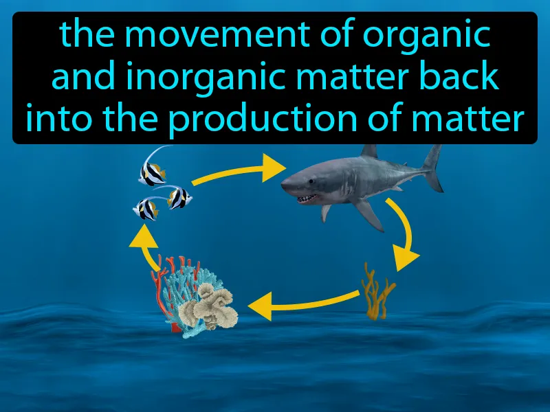 Nutrient cycling Definition