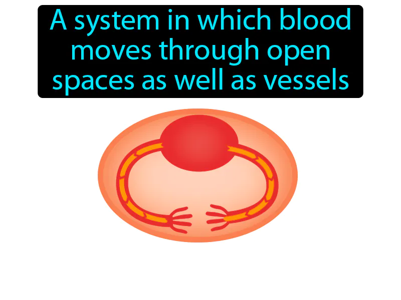 Open circulatory system Definition