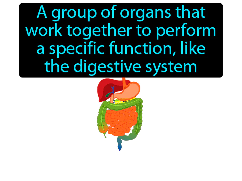 Organ system Definition