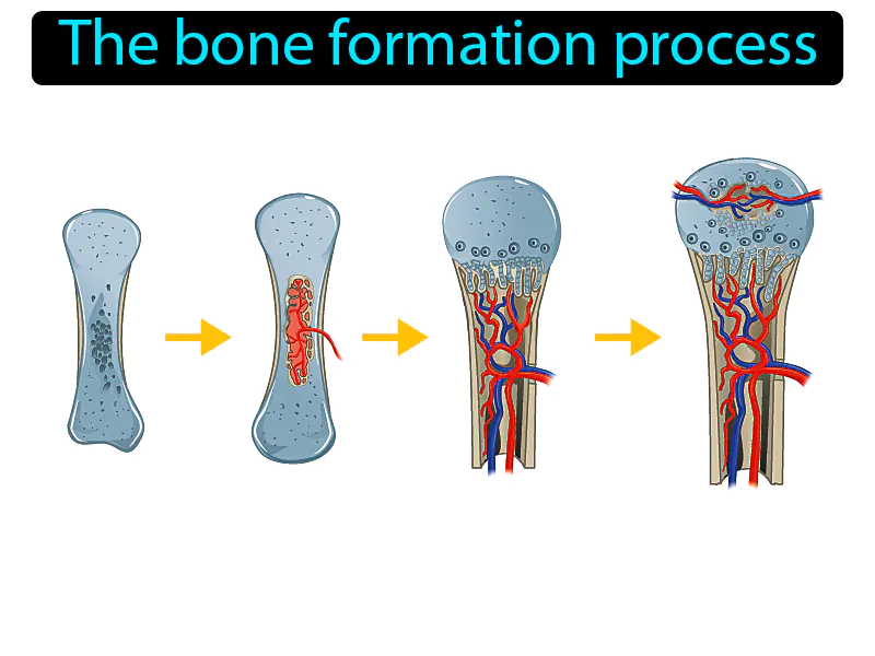 Ossification Definition