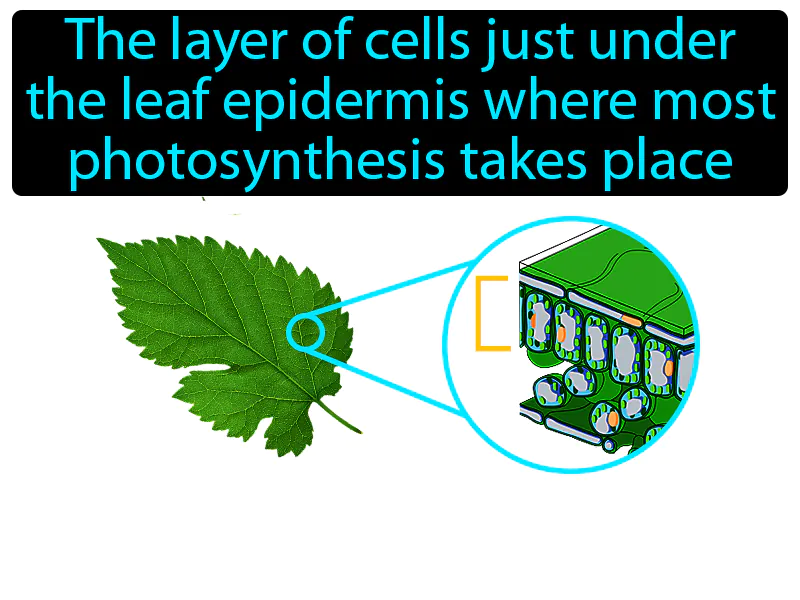 Palisade mesophyll Definition