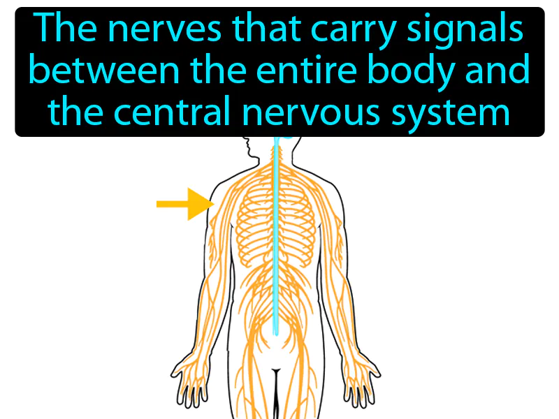Peripheral nervous system Definition
