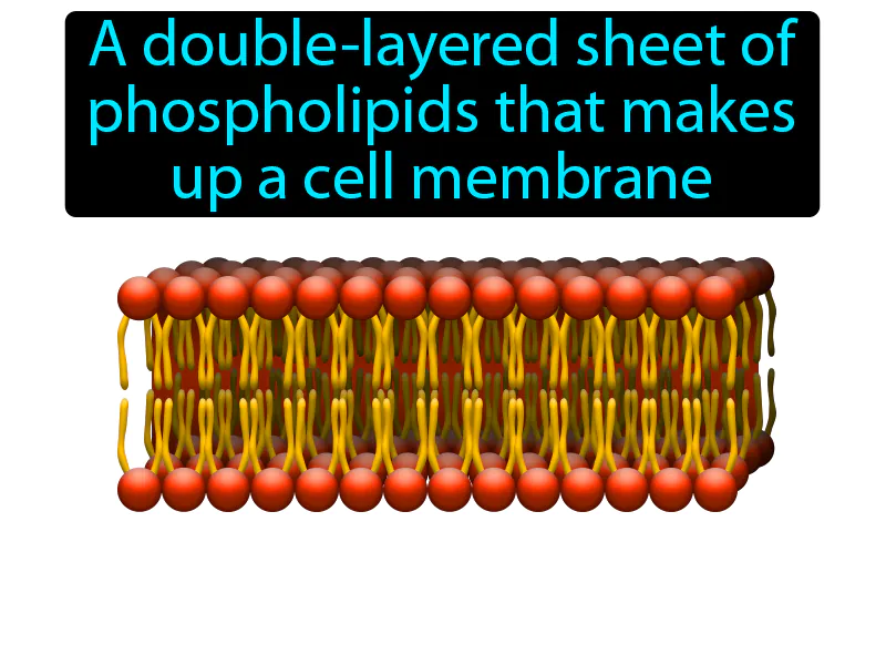 Phospholipid bilayer Definition