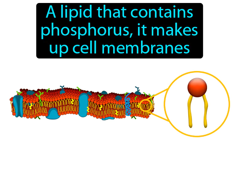Phospholipid Definition