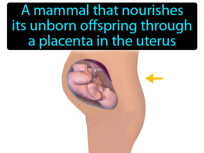 Placental mammal Definition